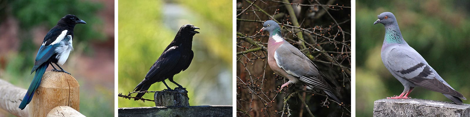 Collage of pest species