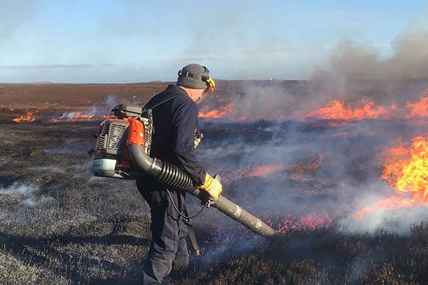 A worker doing controlled burning