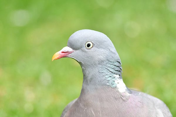 A pigeon