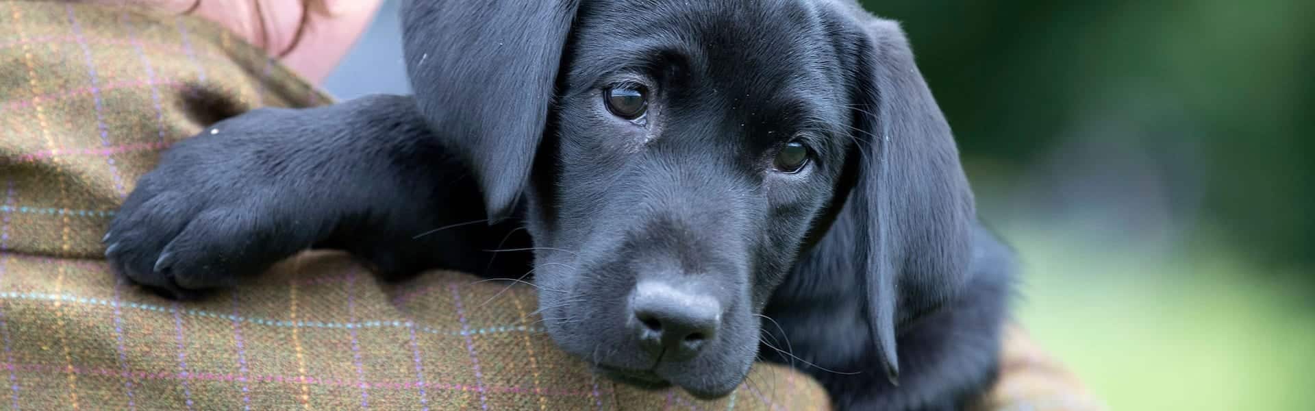 Black labrador puppy
