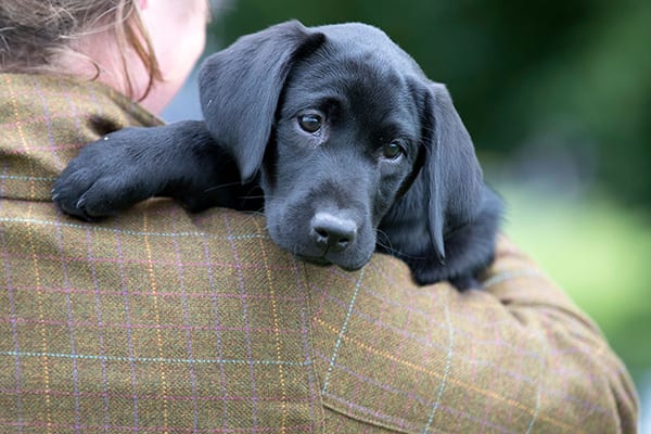A Black labrador