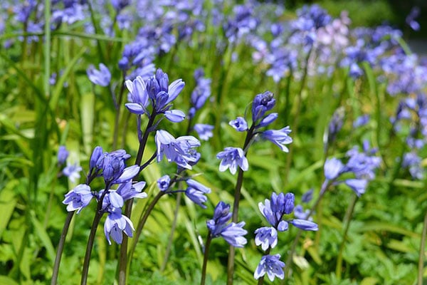 Bluebells