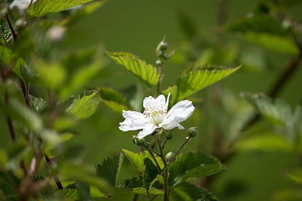 Bramble