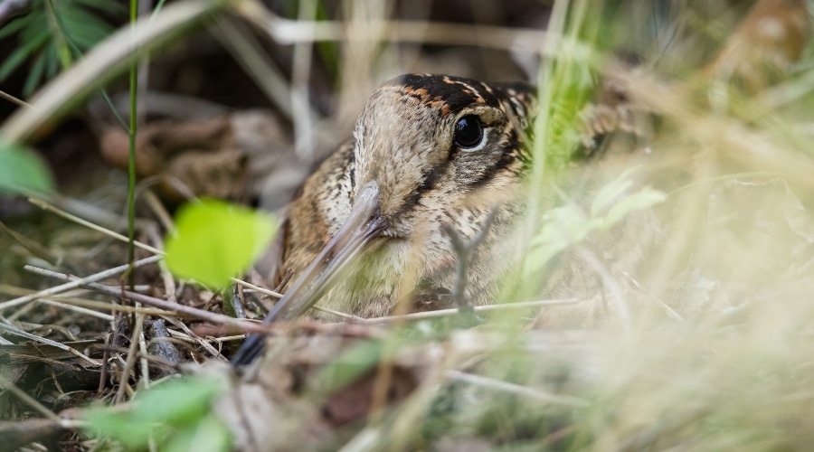 A woodcock