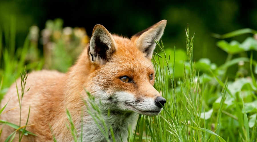A fox
