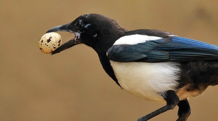 A magpie