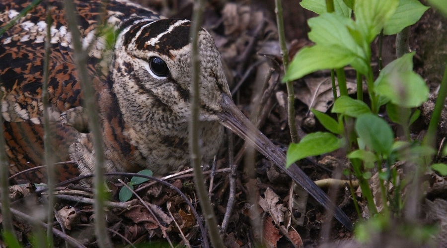 A woodcock