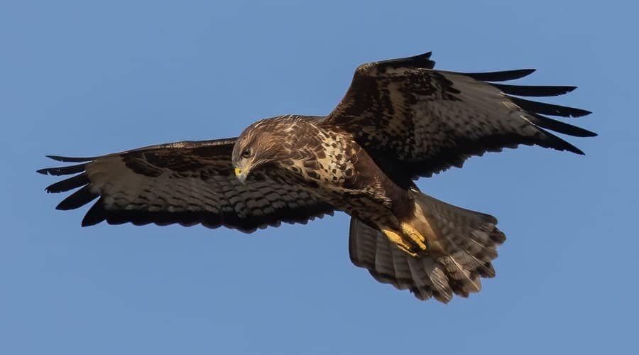 Buzzard