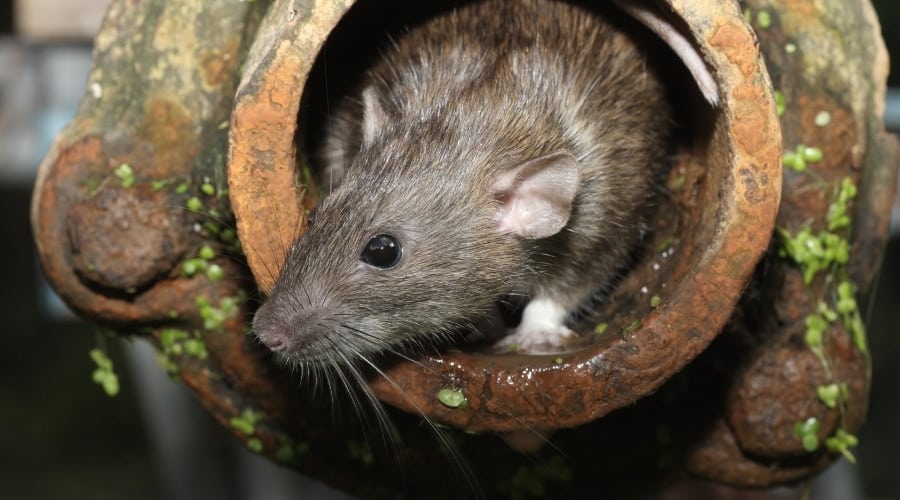 A rat