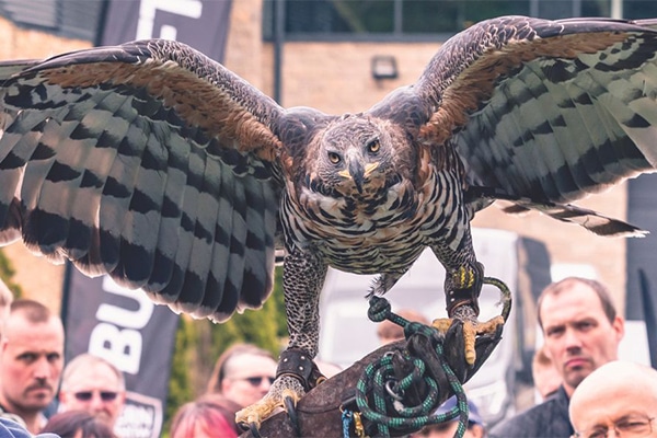 Northern Shooting Show