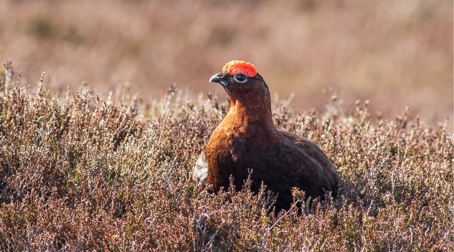 A red grouse