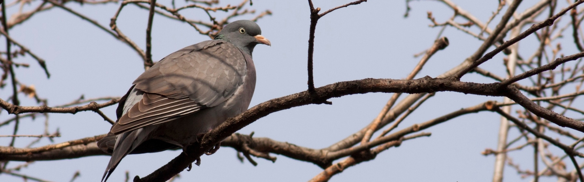 Pigeon