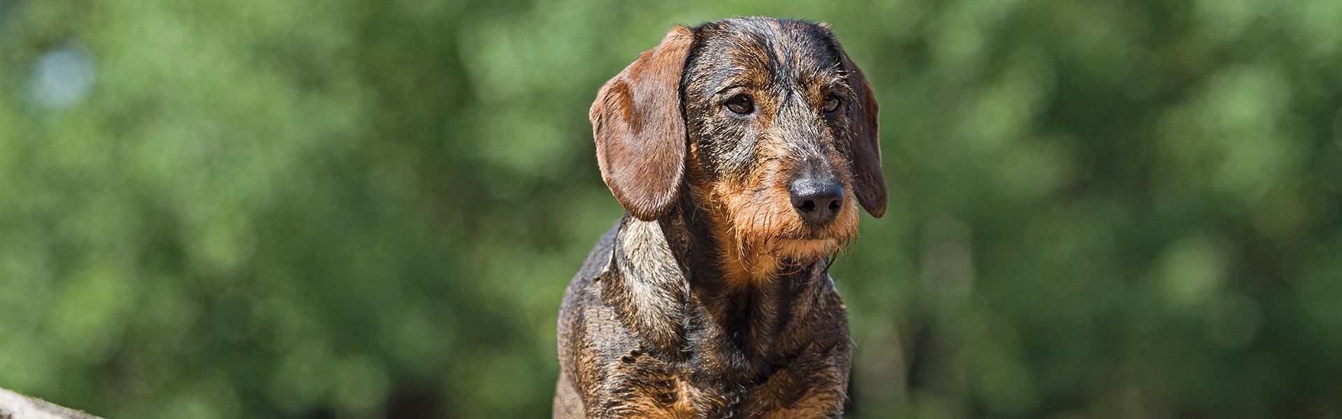 Terrier
