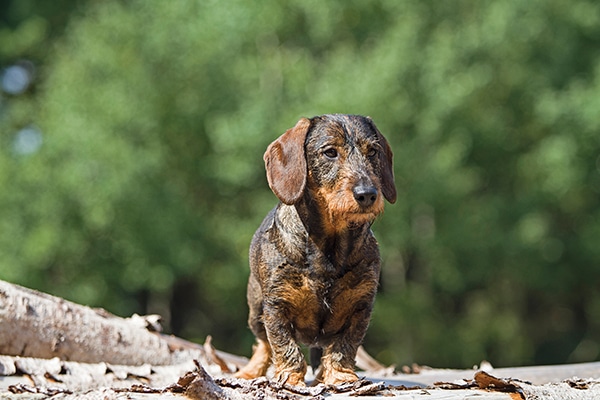 Terrier