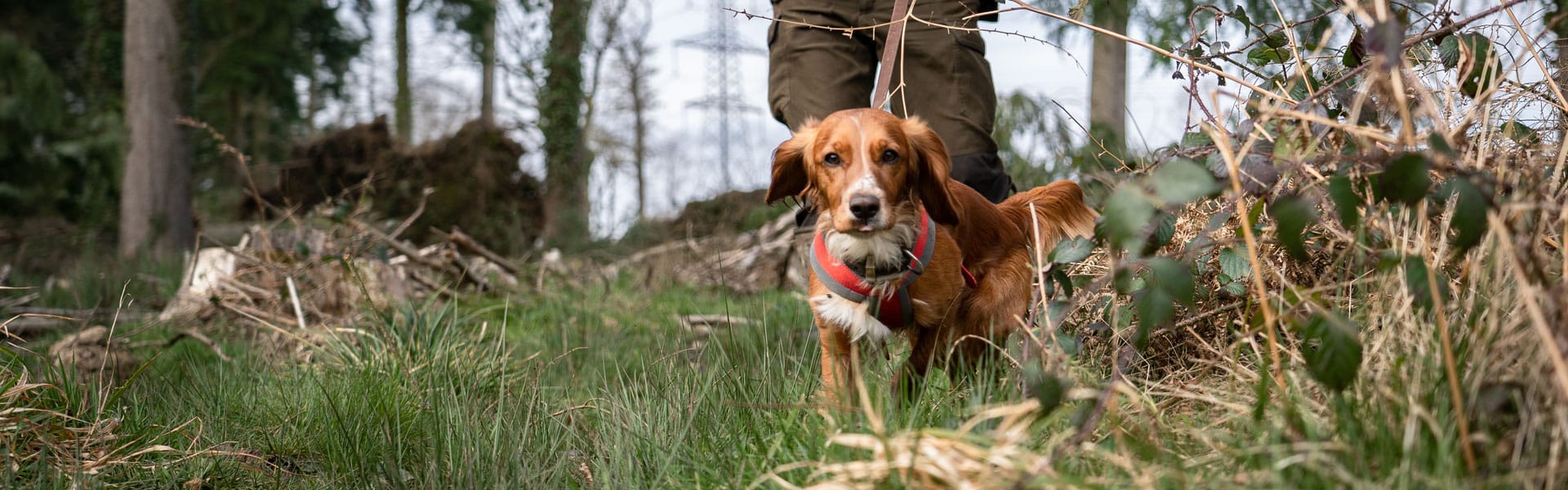 Tracking deer