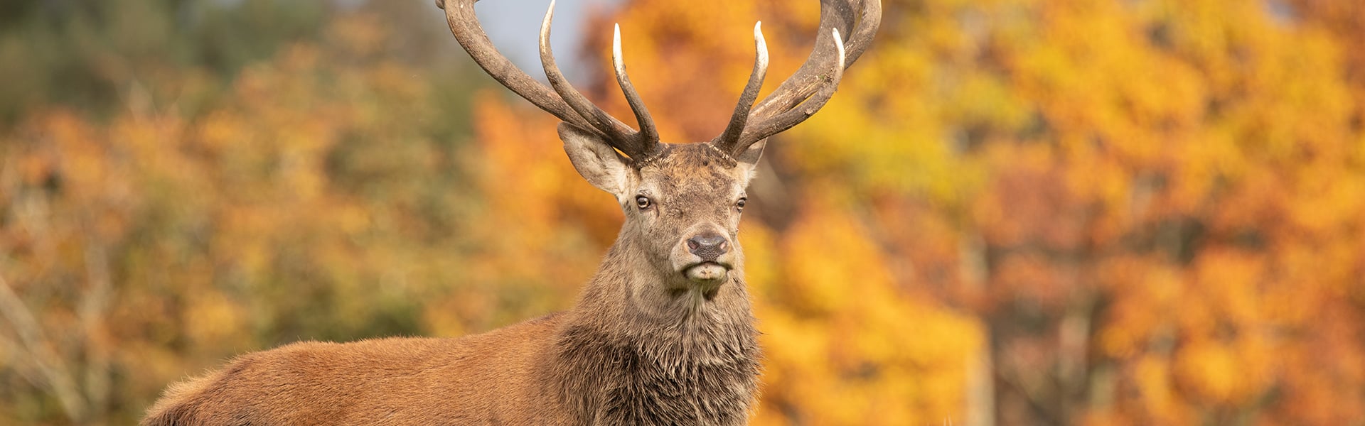 A stag deer standing in a forest
