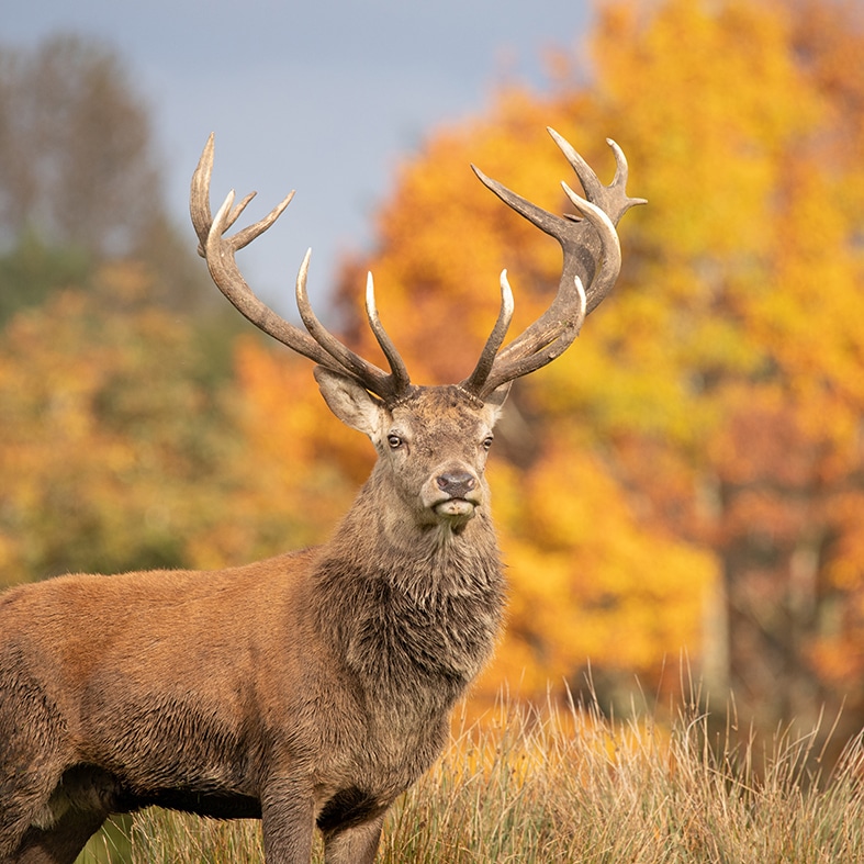 A stag deer standing in a forest