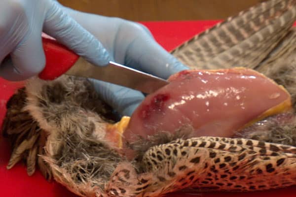 Small game meat hygiene