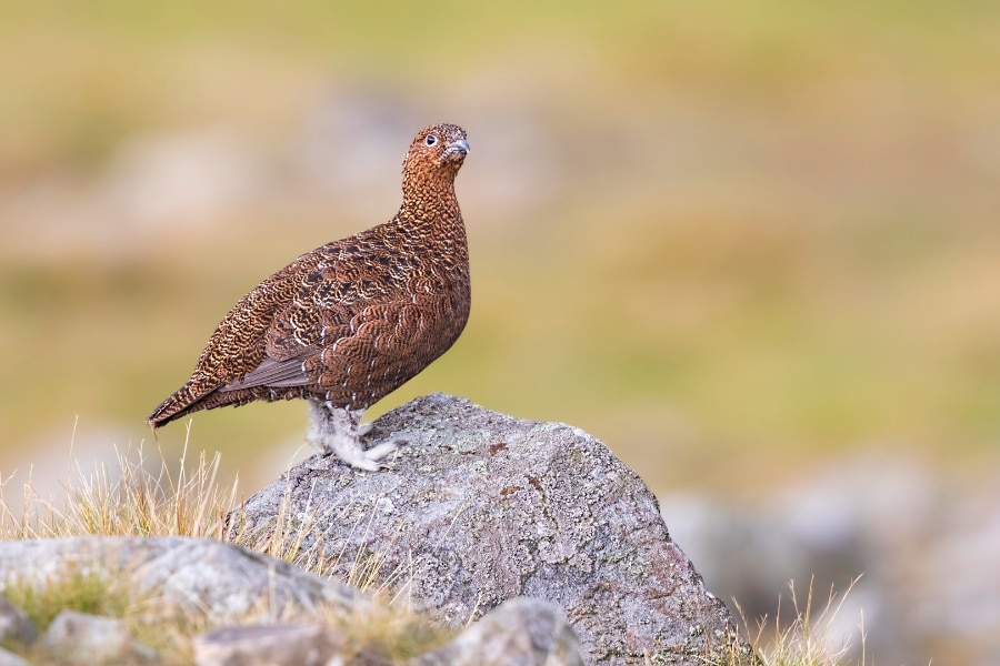 A red grouse