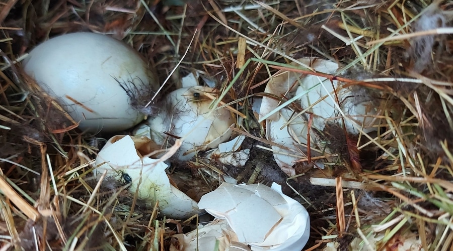 Duck eggs