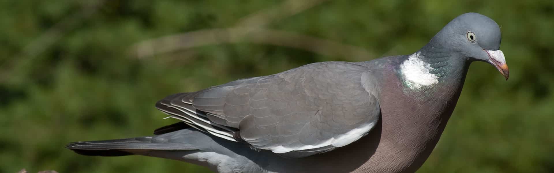 Woodpigeon