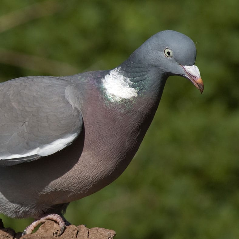 Woodpigeon