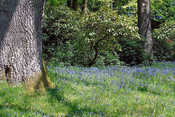 A forest with a bluebells