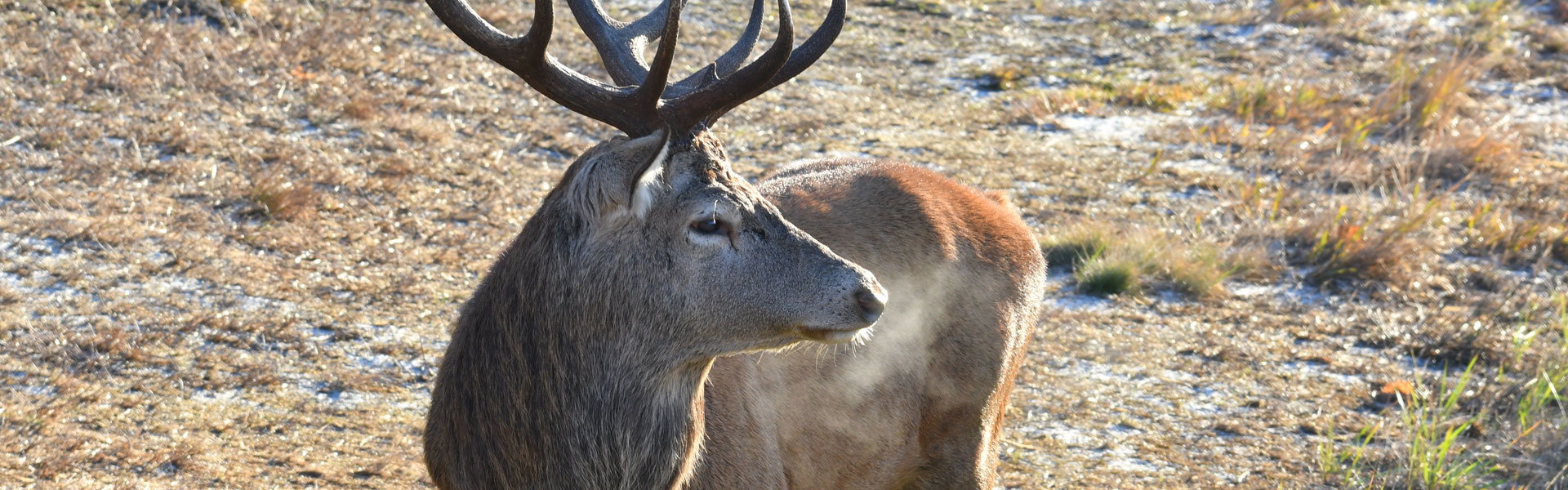 Intermediate deer course