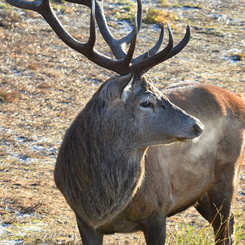 Intermediate deer course