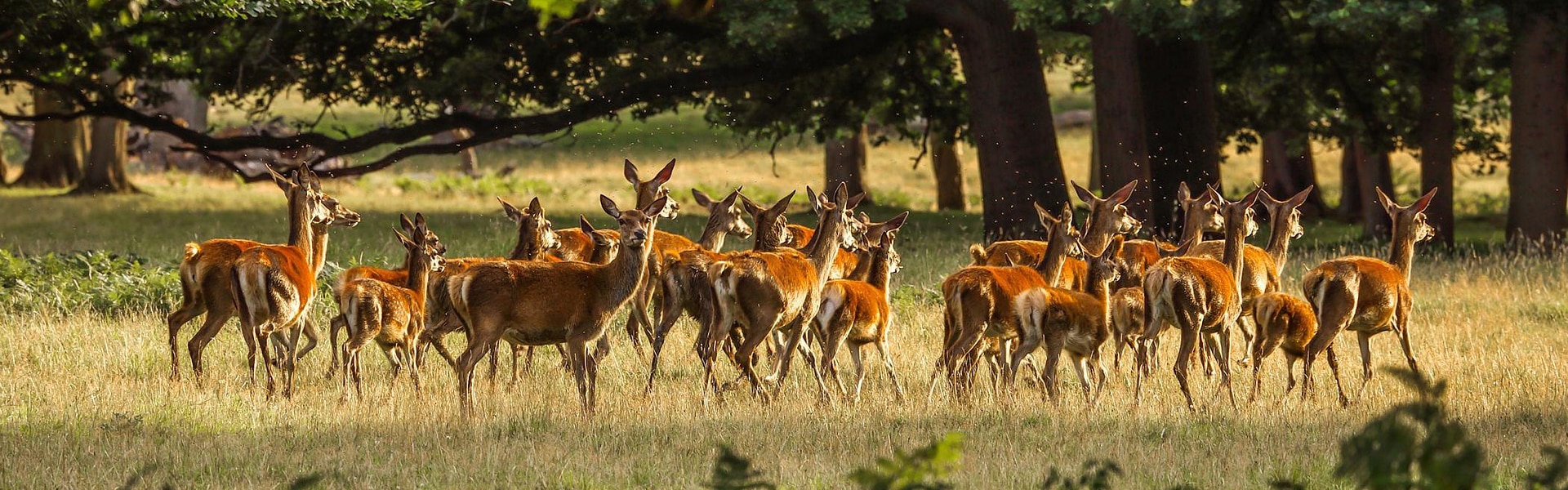 A herd of deer in a forest clearing