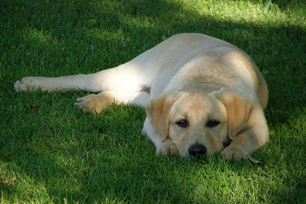 A Labrador lying in the shade