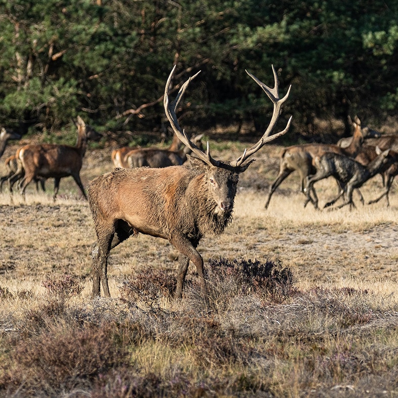 A red deer stag