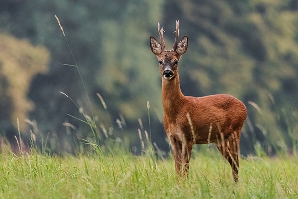 A roe deer
