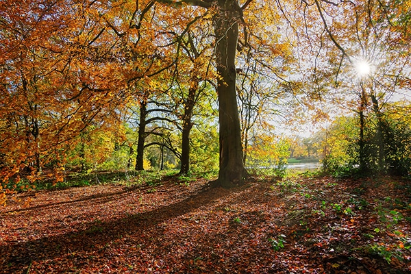A woodland in fall