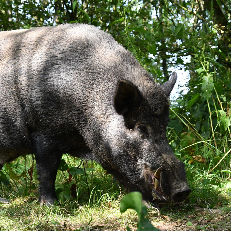 Wild boar