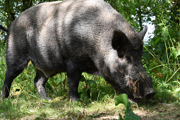 Wild boar