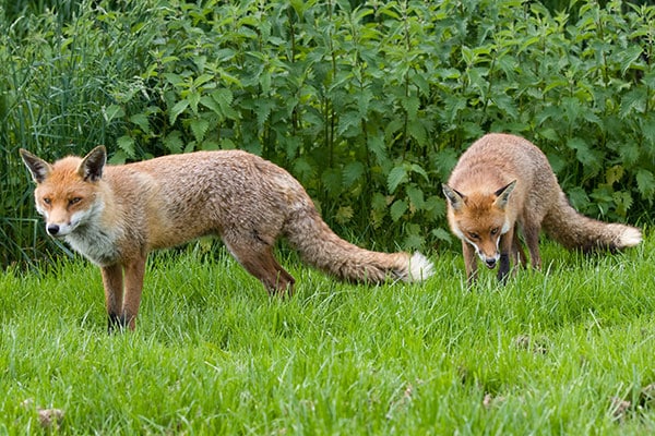 Foxes