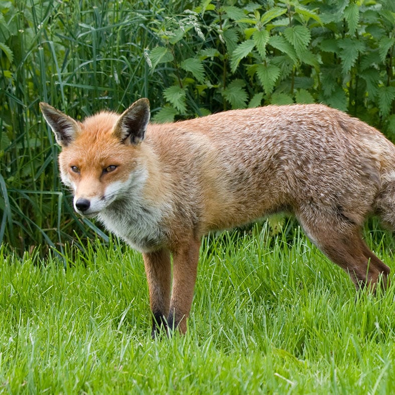 Fox