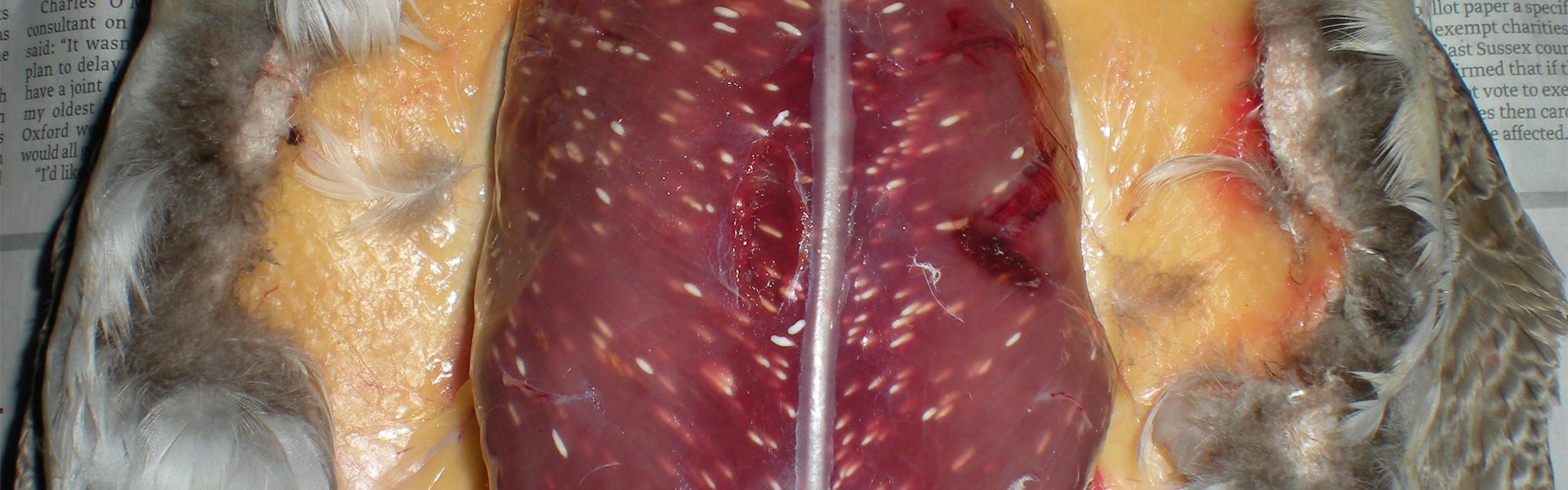 A breast with rice breast disease