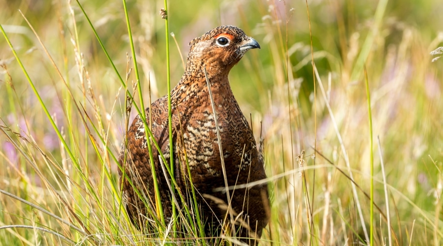 A red grouse