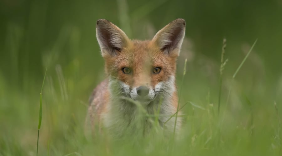 A fox