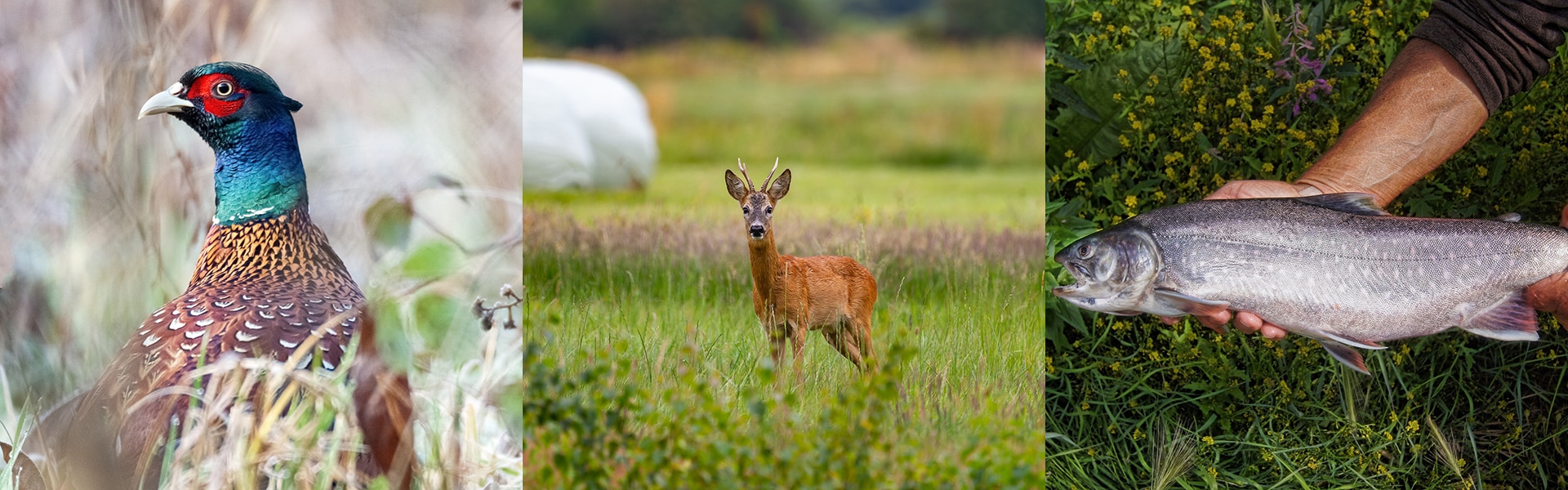 A collage of a pheasant, roe deer, and a trout