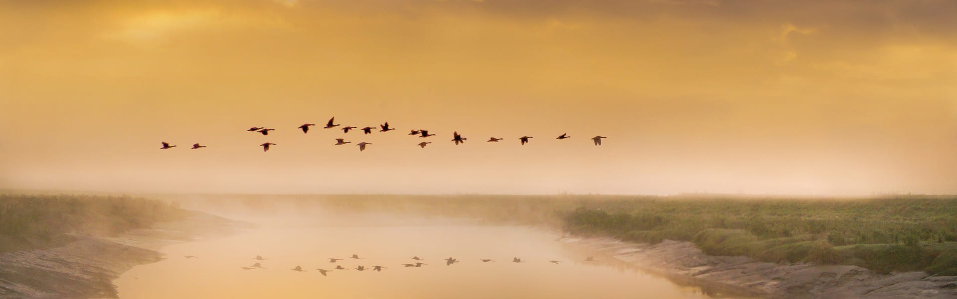 Birds in flight