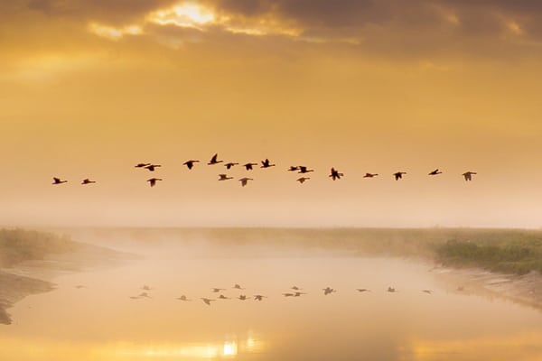 Birds in flight