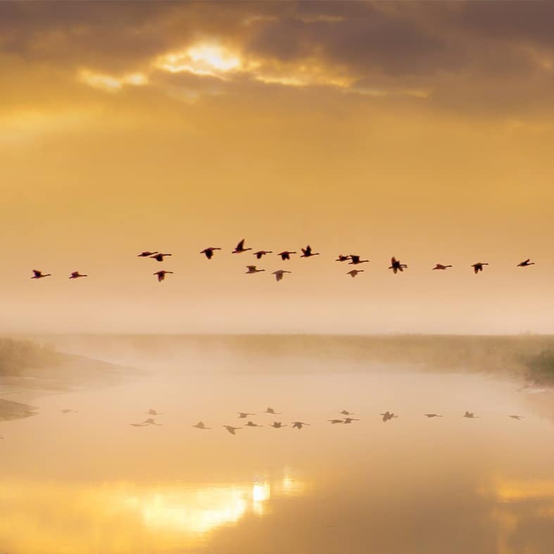 Birds in flight