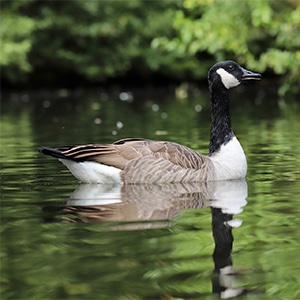 A canada goose