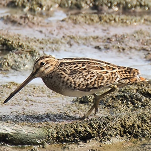 A Common snipe