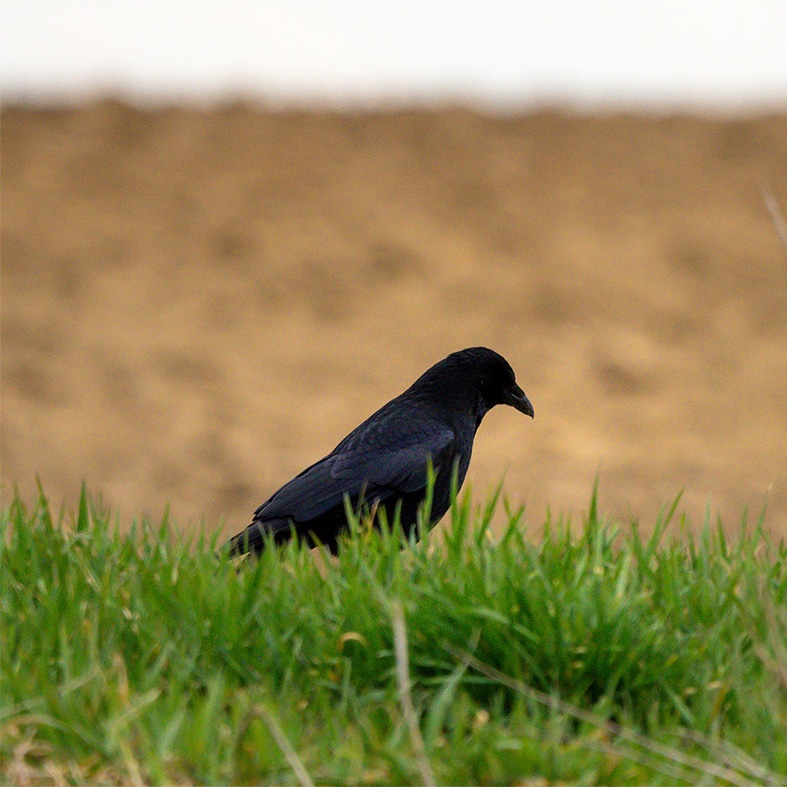 A crow in a field