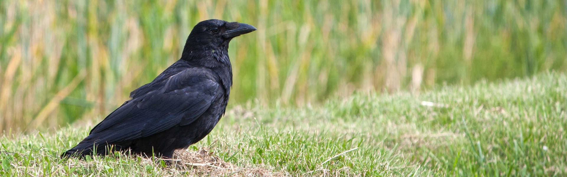 A crow in a field