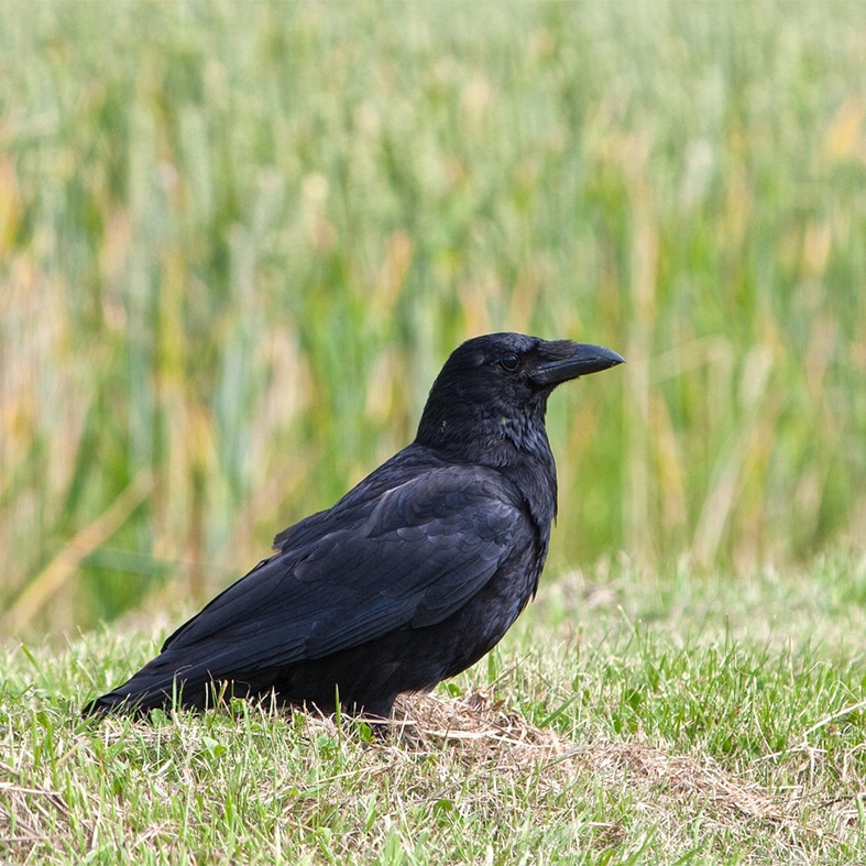 A crow in a field